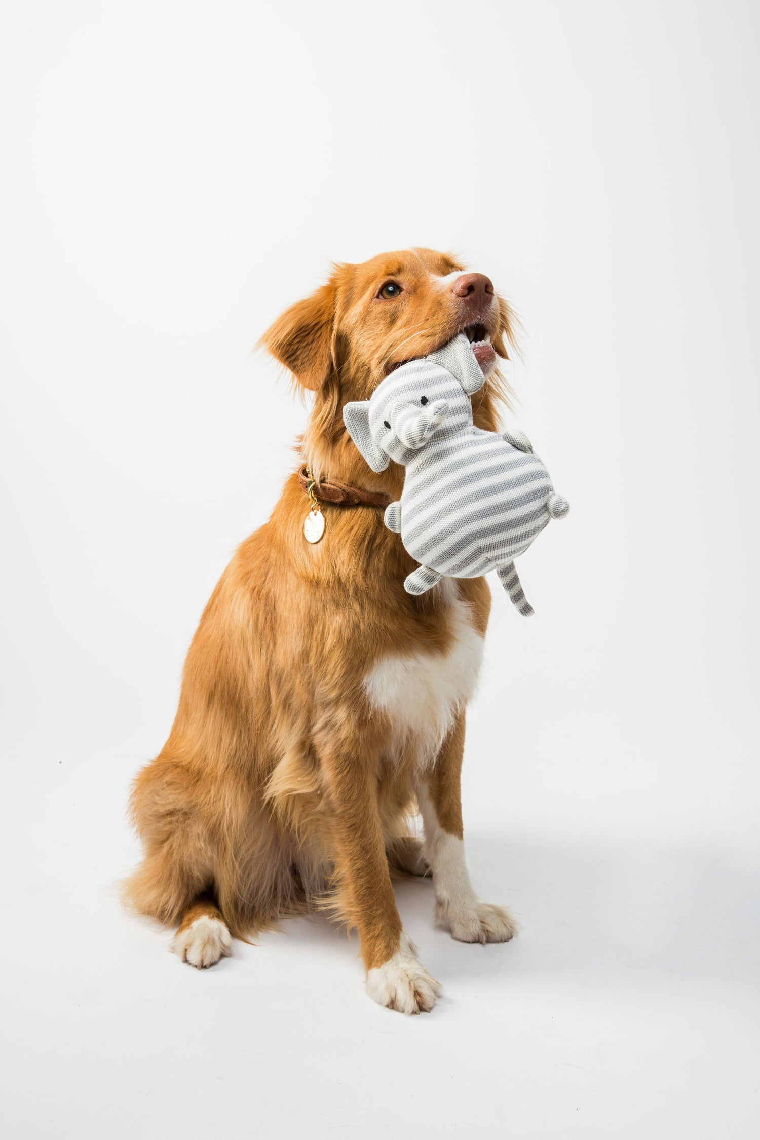 Chew Toys