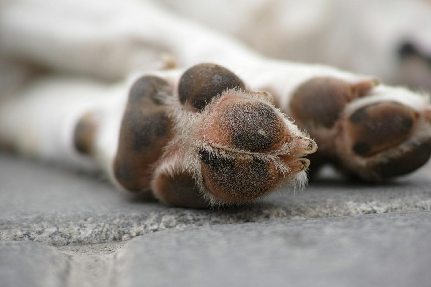 Paw Protectors